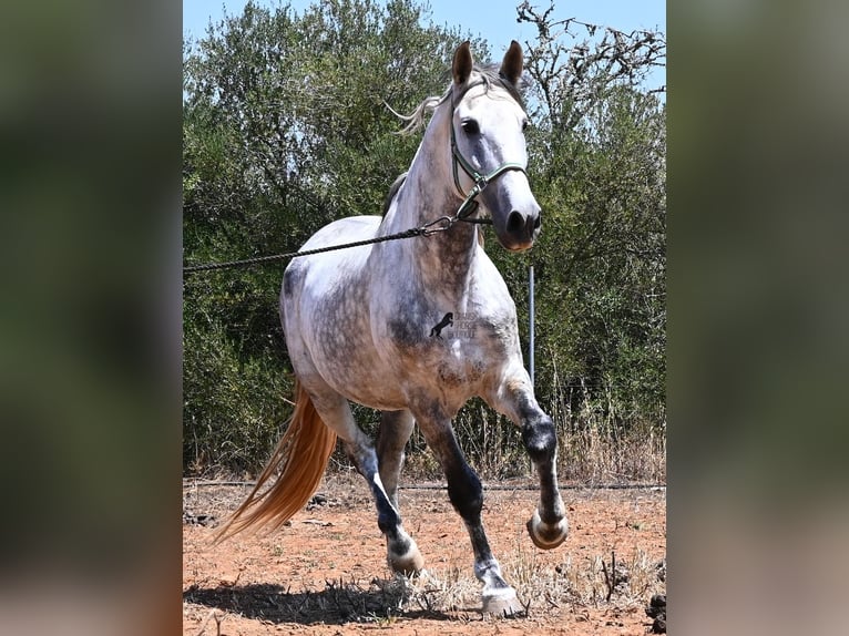 Koń andaluzyjski Ogier 7 lat 169 cm Siwa in Mallorca