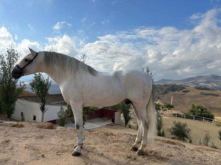 Koń andaluzyjski Ogier 7 lat 170 cm Siwa in Villanueva de la Concepción