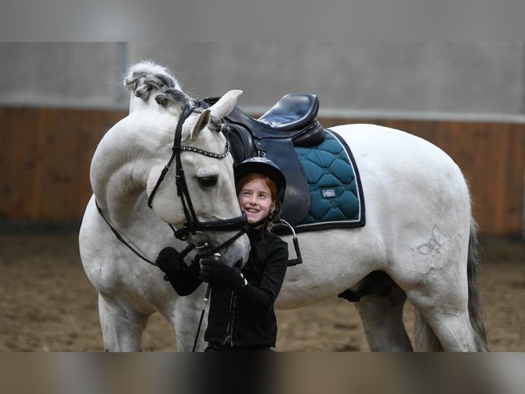 Koń andaluzyjski Ogier 7 lat 173 cm Siwa in Los Angeles, CA