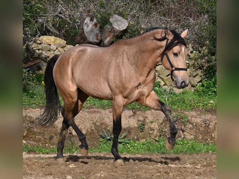 Koń andaluzyjski Ogier 8 lat 158 cm Bułana in Menorca