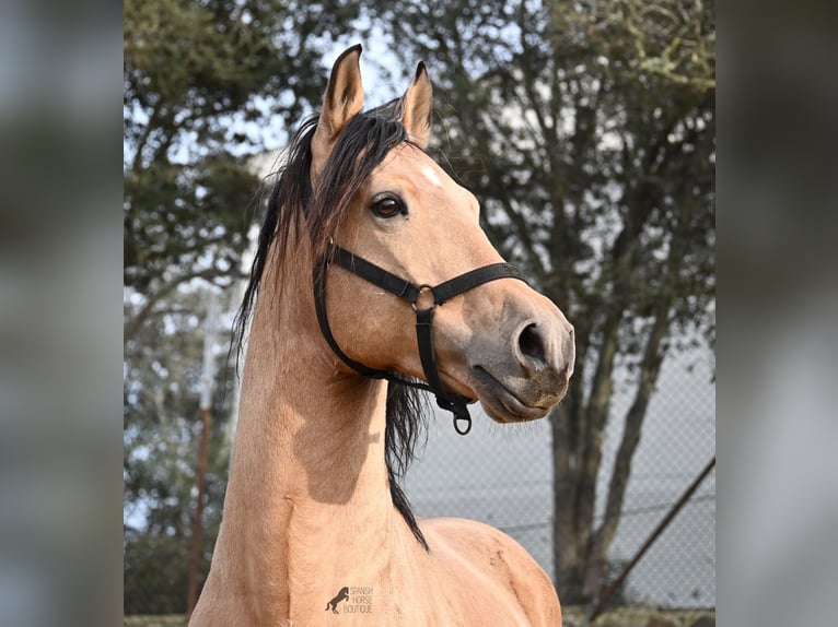 Koń andaluzyjski Ogier 8 lat 158 cm Bułana in Menorca