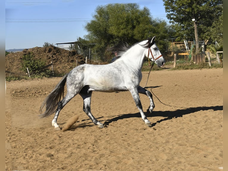 Koń andaluzyjski Ogier 8 lat 158 cm Siwa in Galaroza (Huelva)