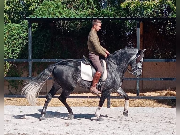 Koń andaluzyjski Ogier 8 lat 159 cm Siwa jabłkowita in Pozoblanco