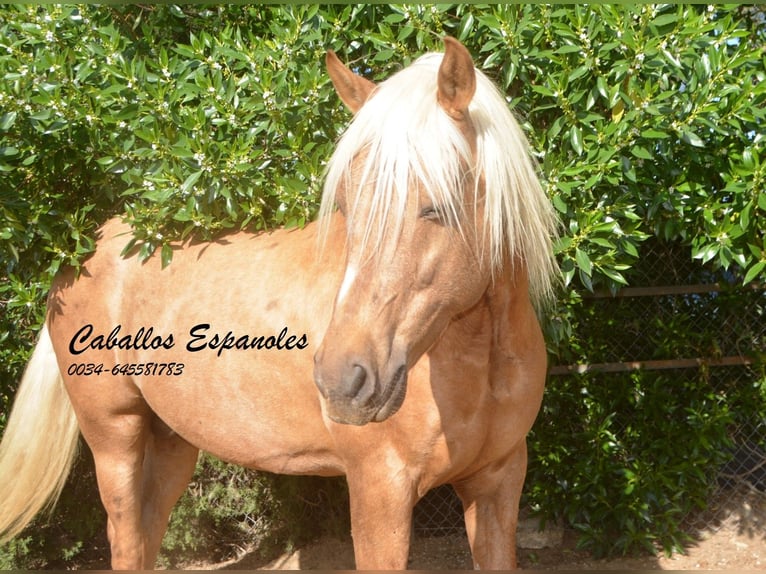 Koń andaluzyjski Ogier 8 lat 160 cm Izabelowata in Vejer de la Frontera