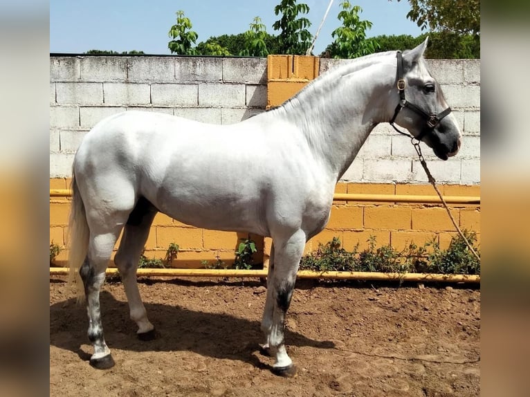 Koń andaluzyjski Ogier 8 lat 160 cm Siwa in Extremadura