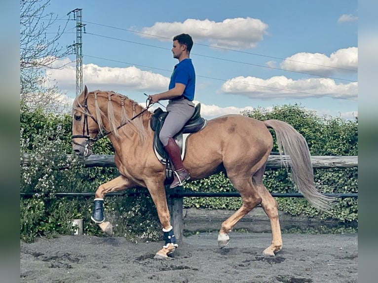 Koń andaluzyjski Ogier 8 lat 163 cm Izabelowata in Galaroza (Huelva)