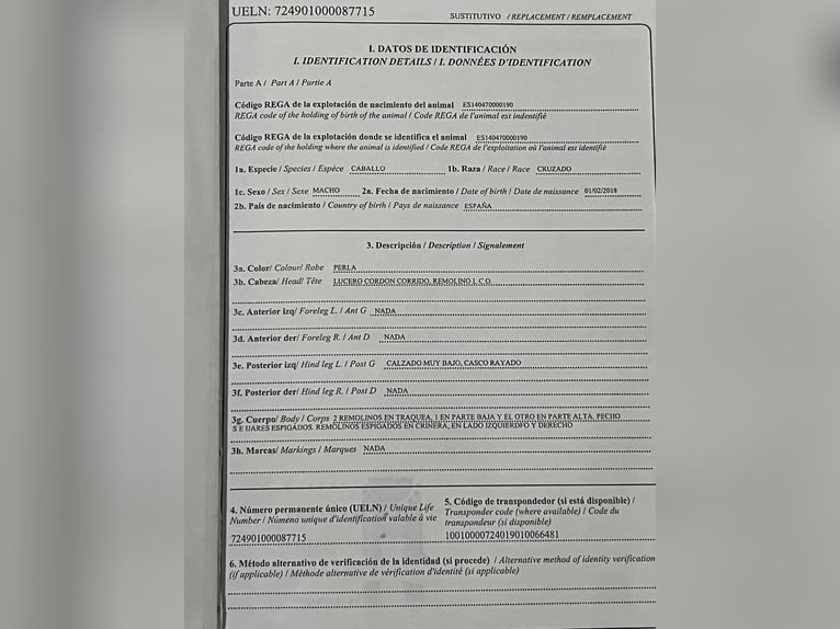 Koń andaluzyjski Ogier 8 lat 163 cm Izabelowata in Galaroza (Huelva)