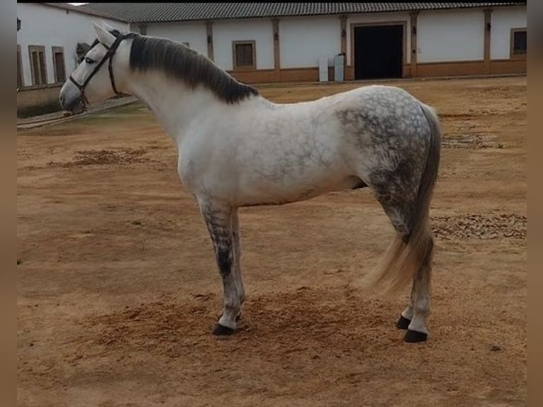 Koń andaluzyjski Ogier 8 lat 163 cm Siwa in Sevilla