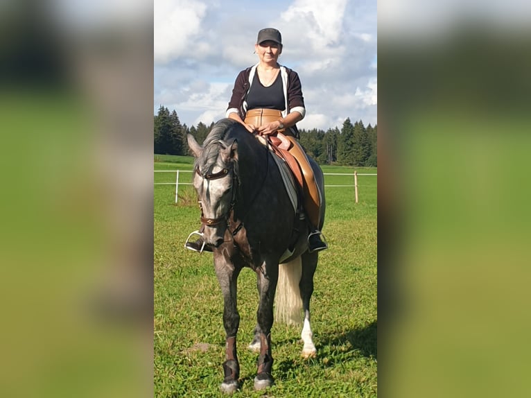 Koń andaluzyjski Ogier 8 lat 164 cm Może być siwy in Aitrang