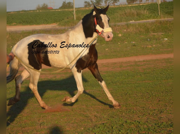 Koń andaluzyjski Ogier 8 lat 164 cm Srokata in Vejer de la Frontera
