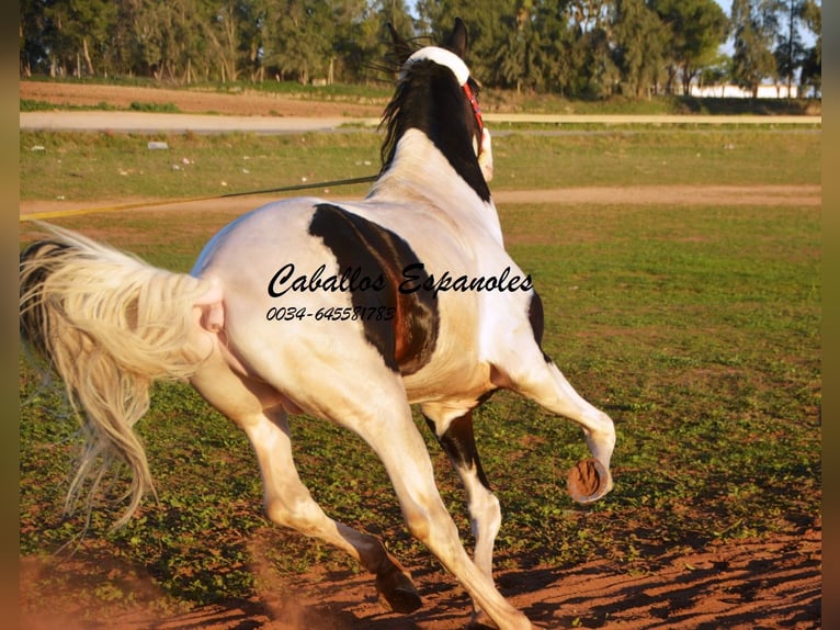 Koń andaluzyjski Ogier 8 lat 164 cm Srokata in Vejer de la Frontera