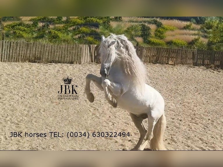 Koń andaluzyjski Ogier 9 lat 162 cm Siwa in Tabernas Almeria
