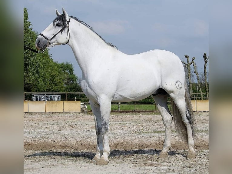 Koń andaluzyjski Ogier Biała in Liberec