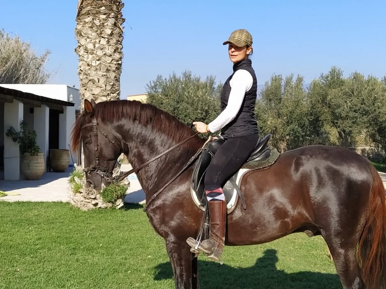 Koń andaluzyjski Ogier Ciemnokasztanowata in El Mami