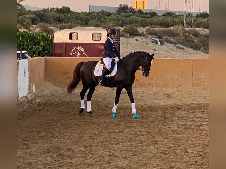 Koń andaluzyjski Ogier Ciemnokasztanowata in El Mami