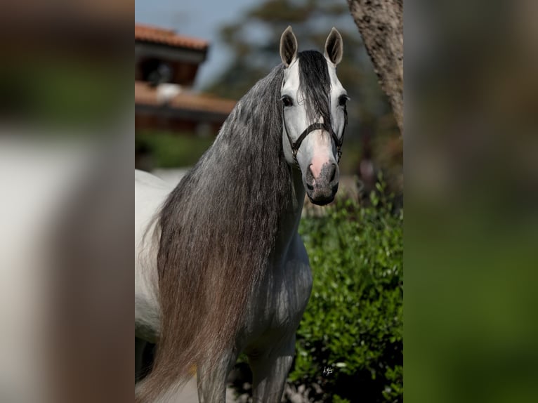 Koń andaluzyjski Ogier Siwa in Corona, CA