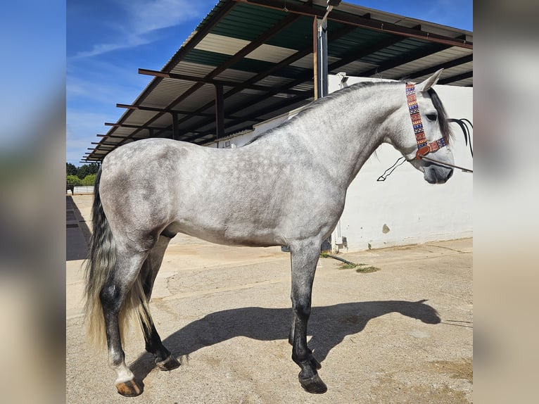 Koń andaluzyjski Ogier Źrebak (01/2024) 162 cm Siwa in Cheste