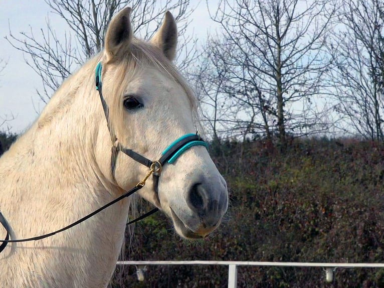 Koń andaluzyjski Mix Wałach 10 lat 156 cm Siwa in Rot an der Rot