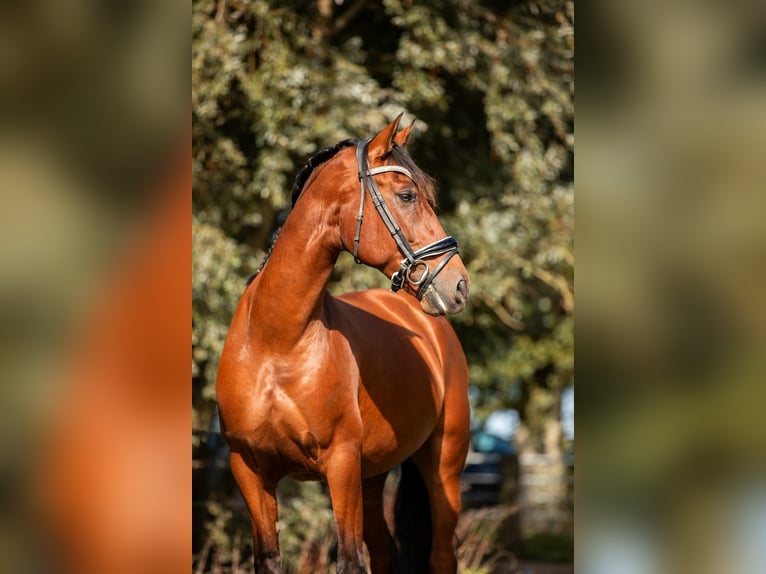 Koń andaluzyjski Wałach 10 lat 160 cm Gniada in Oosterwolde
