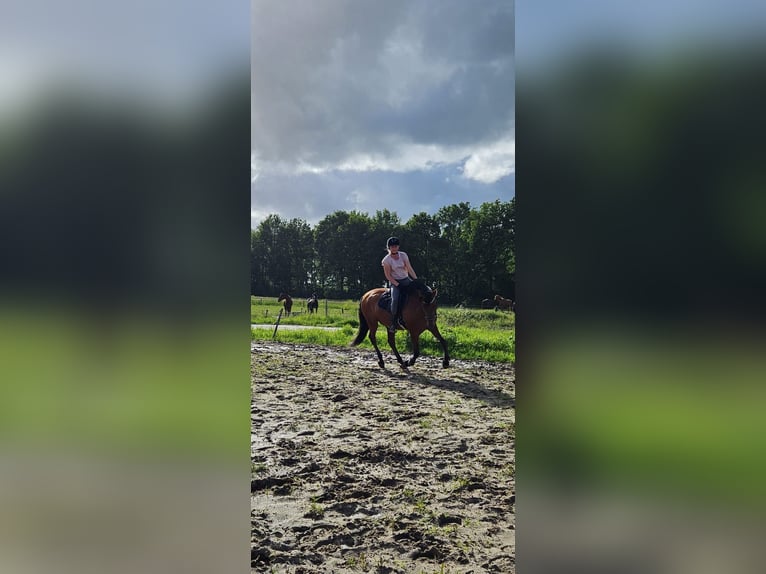 Koń andaluzyjski Wałach 10 lat 160 cm Gniada in Oosterwolde