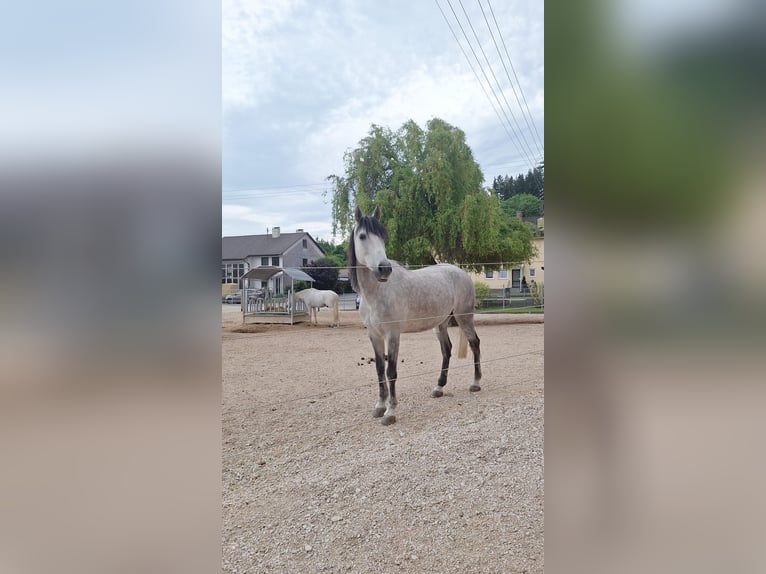 Koń andaluzyjski Wałach 10 lat 160 cm Siwa jabłkowita in Wertingen