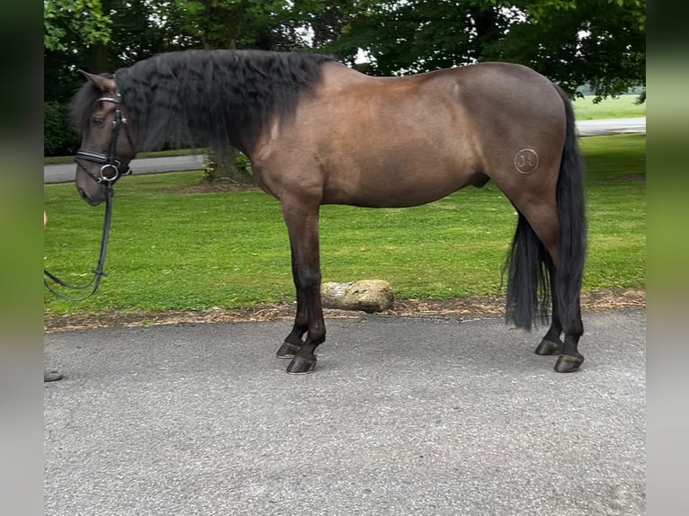 Koń andaluzyjski Wałach 10 lat 164 cm Ciemnogniada in Beckum