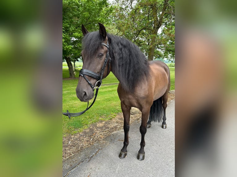 Koń andaluzyjski Wałach 10 lat 164 cm Ciemnogniada in Beckum