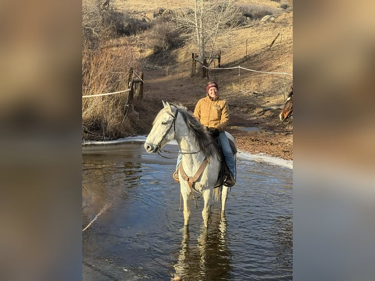 Koń andaluzyjski Wałach 10 lat 168 cm Siwa in Fort Collins