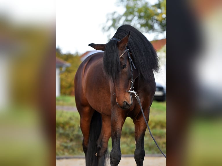 Koń andaluzyjski Wałach 10 lat 169 cm Gniada in Großlangheim