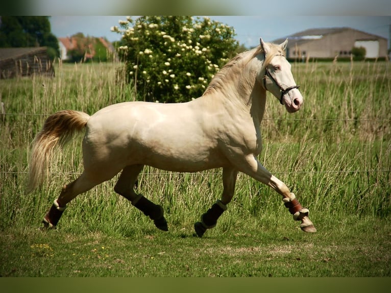 Koń andaluzyjski Mix Wałach 11 lat 155 cm Perlino in Bredene