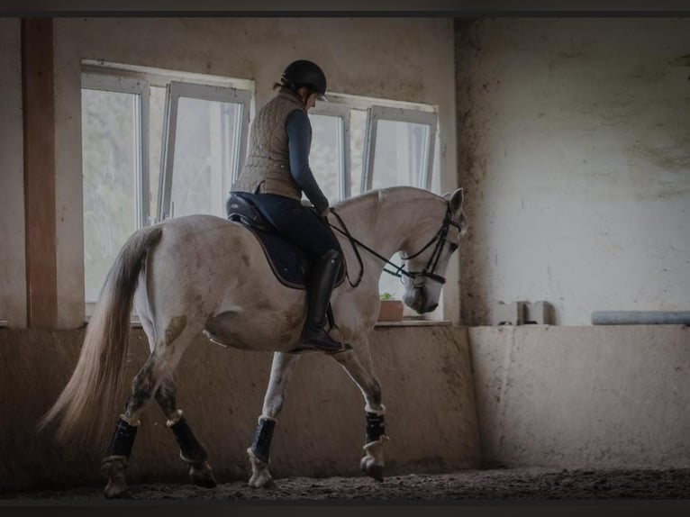 Koń andaluzyjski Mix Wałach 11 lat 160 cm Siwa in AschbachReipoltskirchen