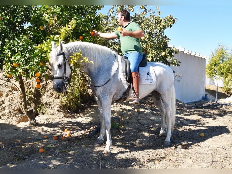 Koń andaluzyjski Wałach 11 lat 161 cm Siwa in Provinz Cordoba
