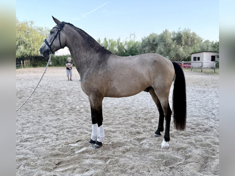 Koń andaluzyjski Wałach 11 lat 163 cm Bułana in Lunel-Viel