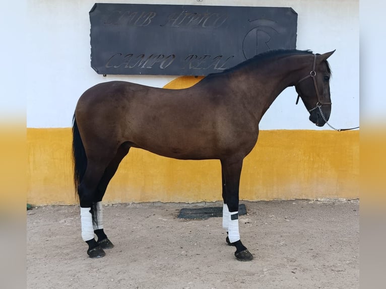 Koń andaluzyjski Wałach 11 lat 168 cm Ciemnogniada in Reus