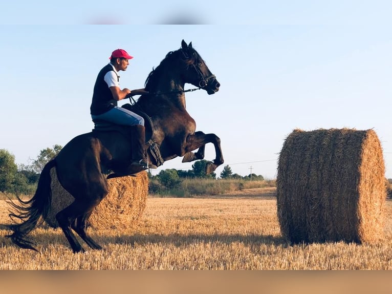 Koń andaluzyjski Wałach 11 lat 170 cm Kara in Vila-Seca