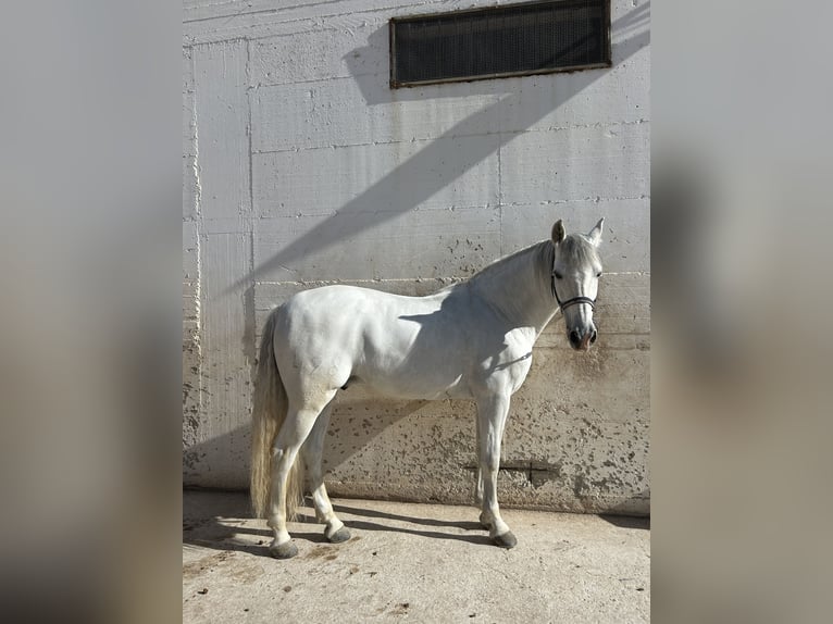Koń andaluzyjski Wałach 11 lat Biała in Montegrosso