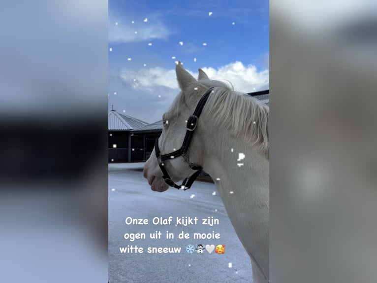 Koń andaluzyjski Wałach 12 lat 154 cm Cremello in Poeldijk