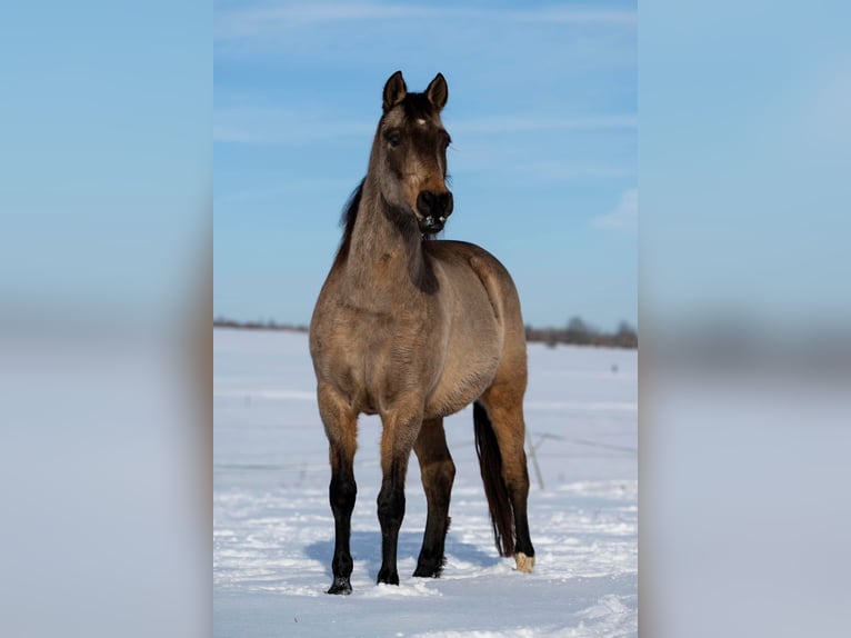 Koń andaluzyjski Wałach 12 lat 162 cm Bułana in Schöffengrund