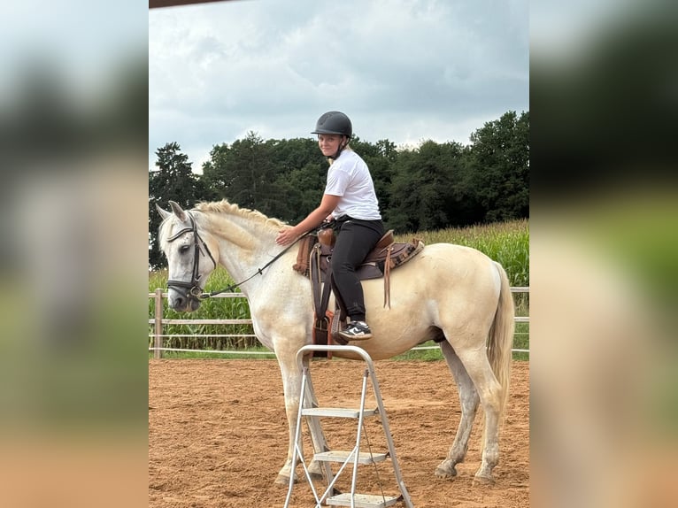 Koń andaluzyjski Wałach 12 lat 165 cm Siwa in B&#xFC;dingen