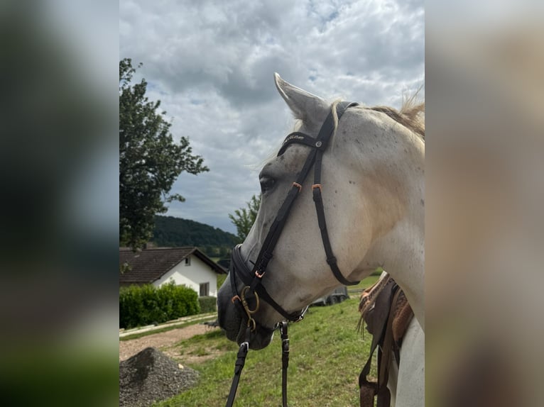 Koń andaluzyjski Wałach 12 lat 165 cm Siwa in B&#xFC;dingen