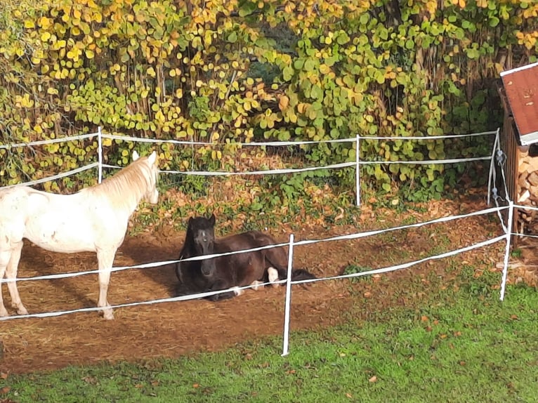 Koń andaluzyjski Wałach 13 lat 150 cm Ciemnogniada in Bad Sooden-Allendorf