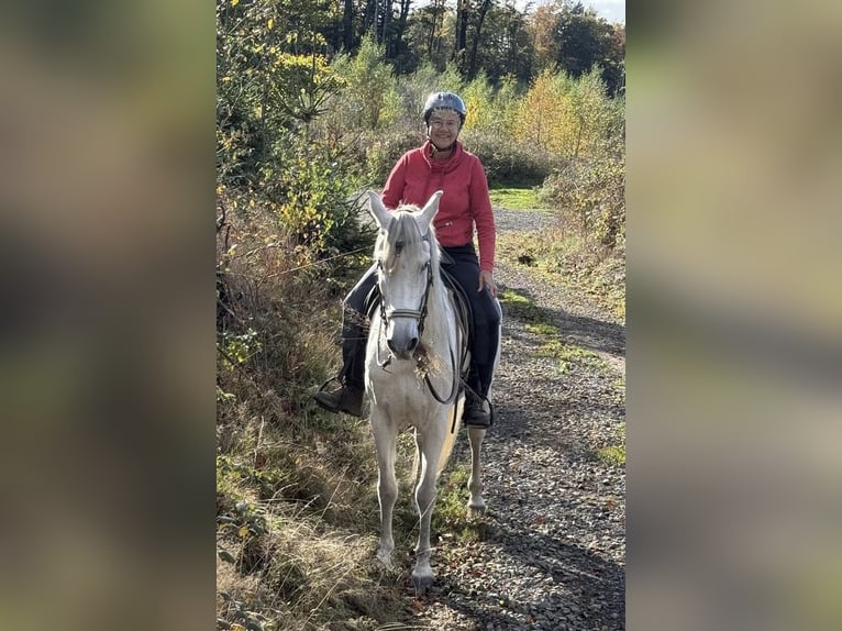 Koń andaluzyjski Wałach 13 lat 156 cm Siwa in Espelkamp