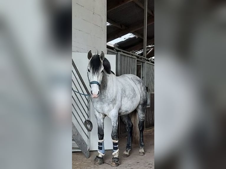 Koń andaluzyjski Wałach 13 lat 158 cm Siwa jabłkowita in Amelinghausen