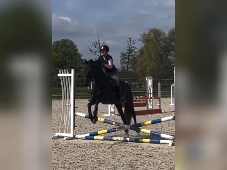 Koń andaluzyjski Wałach 13 lat 162 cm Kara in Ermensee
