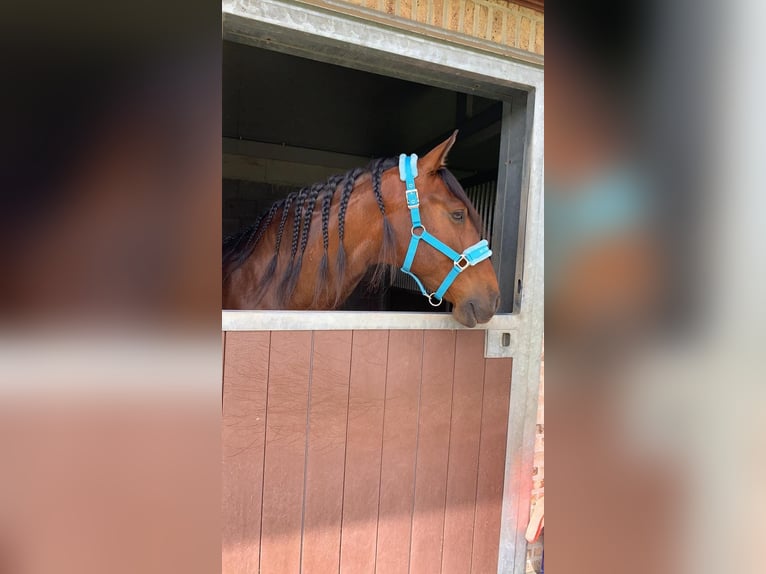 Koń andaluzyjski Wałach 13 lat 165 cm Gniada in Zwijndrecht