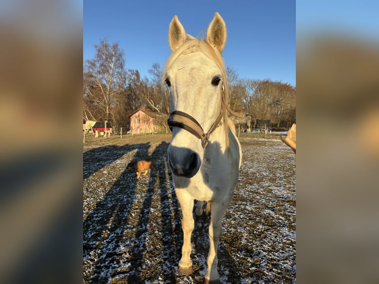 Koń andaluzyjski Mix Wałach 15 lat 155 cm Siwa in Mehrstetten