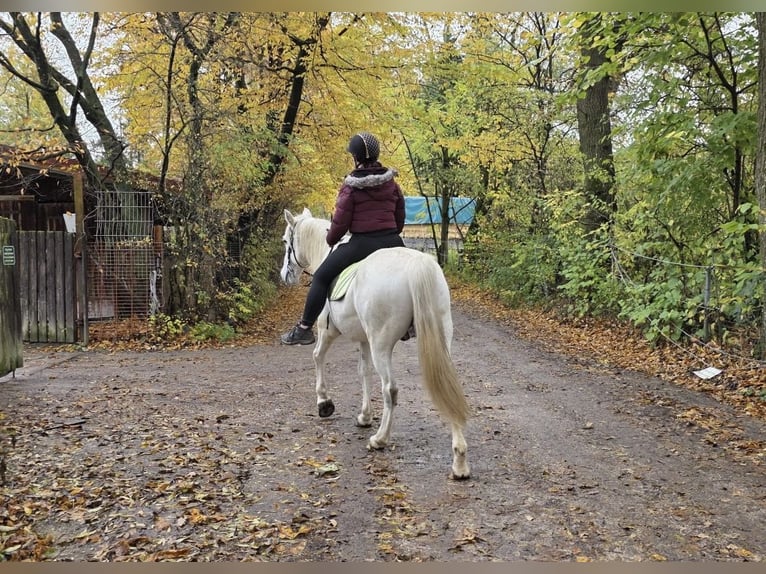 Koń andaluzyjski Mix Wałach 15 lat 155 cm Siwa in Mehrstetten