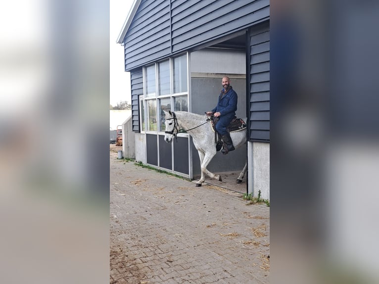 Koń andaluzyjski Mix Wałach 15 lat 155 cm Siwa w hreczce in Santpoort-Zuid