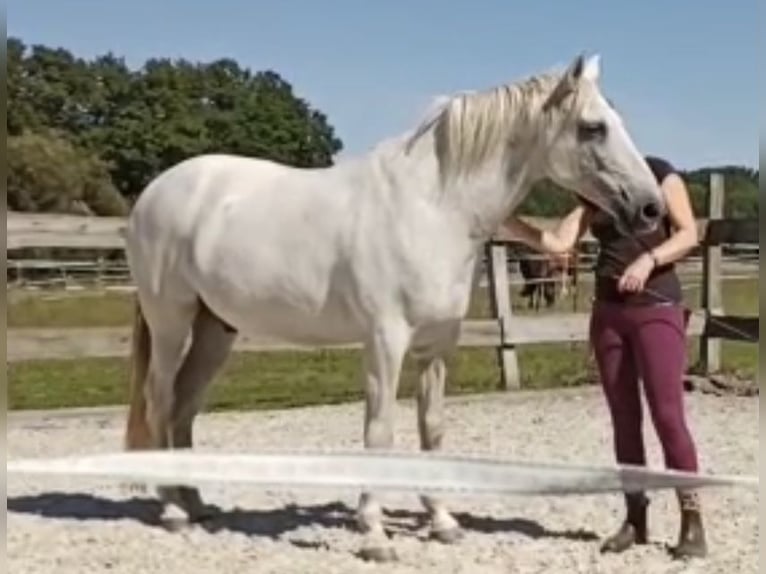 Koń andaluzyjski Wałach 15 lat 156 cm Siwa in Bensdorf