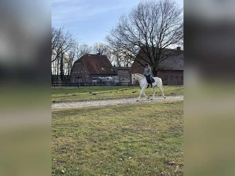 Koń andaluzyjski Wałach 16 lat 159 cm Siwa in Nettetal